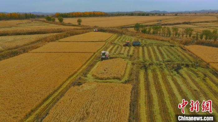 圖為科右中旗杜爾基鎮(zhèn)雙金嘎查的萬畝水稻田進入集中收割期?！≮w殿威 攝