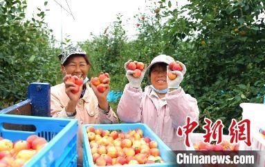 圖為興安盟沙果迎豐收?！】朴仪捌煳麄鞑抗﹫D