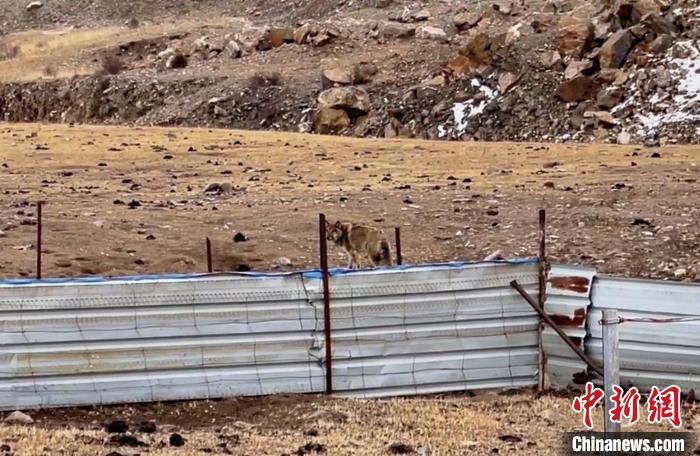 圖為闖入村民家中的野狼?！∨d?？h公安局溫泉派出所供圖