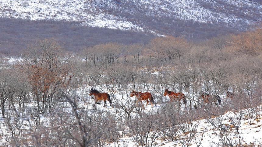 雪域風光：冬日扎魯特草原