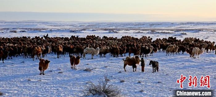 進入冬季，駱駝在戈壁灘上散養(yǎng)?！」o琨 攝