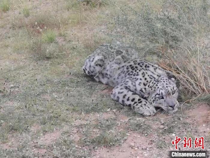 圖為在四子王旗發(fā)現(xiàn)的雪豹(資料圖)。　四子王旗警方供圖