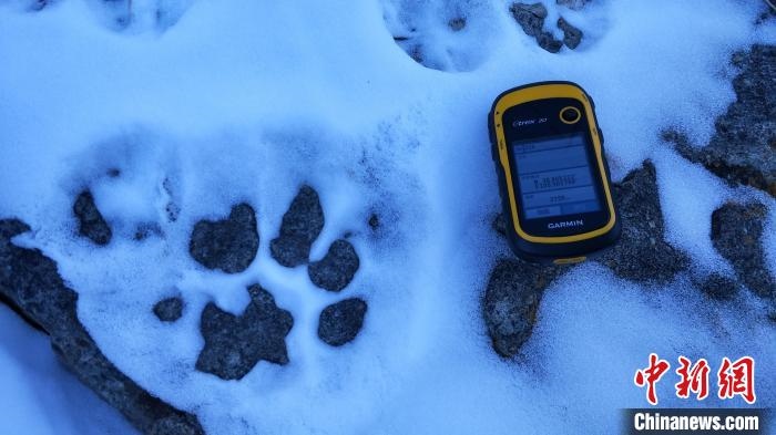 圖為疑似放歸雪豹的足跡(資料圖)?！?nèi)蒙古賀蘭山國家級自然保護(hù)區(qū)供圖