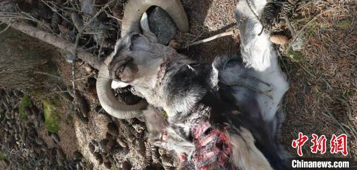 圖為疑似雪豹捕食巖羊的殘骸(資料圖)。　內(nèi)蒙古賀蘭山國家級自然保護(hù)區(qū)供圖