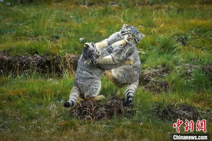 圖為作品《難分伯仲》?！〗股?攝