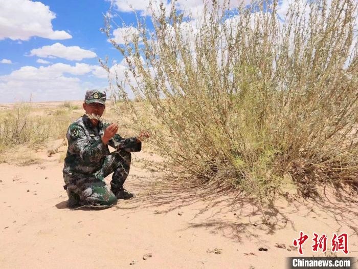 圖為謝寶民查看梭梭長勢。　受訪者供圖