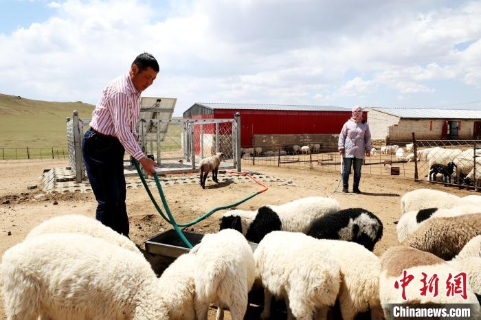 圖為圖門達(dá)來在喂羊。　張署雁 攝