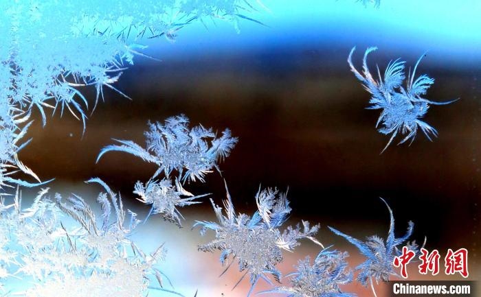 玉樹瓊枝盈滿窗?！O書程 攝