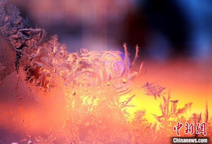 迎著光亮，冰窗花絢麗多姿?！O書程 攝