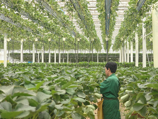 1744420904830126.jpg 農(nóng)業(yè)1.jpg