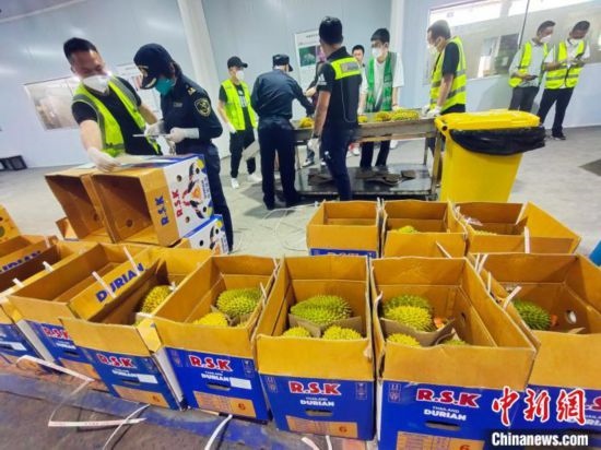 圖為海關(guān)關(guān)員對進(jìn)口榴蓮進(jìn)行查驗。黃艷梅 攝
