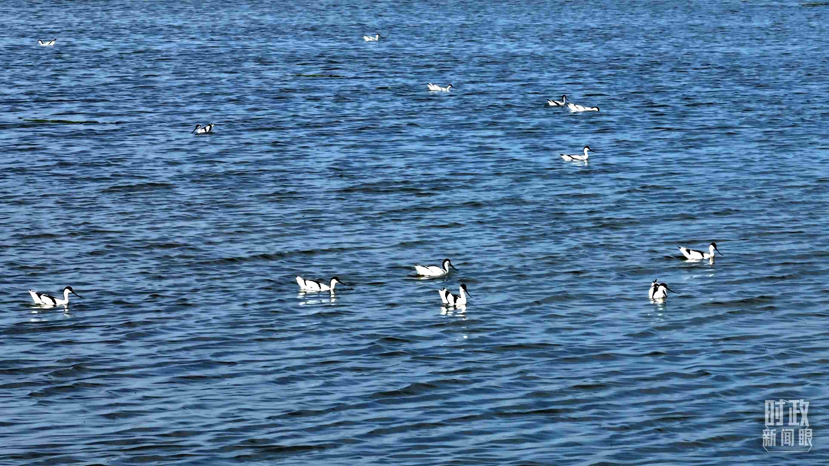 △鹽湖棲息的鳥(niǎo)類(lèi)。（總臺(tái)記者裴大偉、康曉宇拍攝）