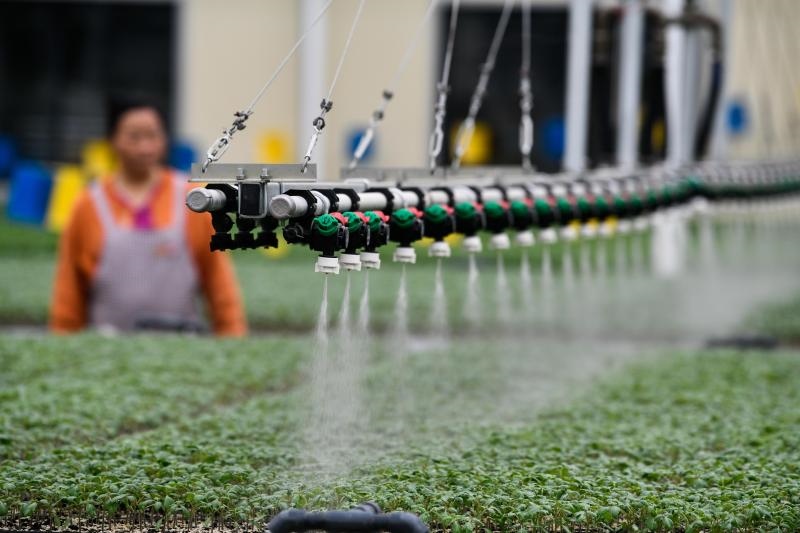 工人在貴陽(yáng)市開陽(yáng)縣楠木渡蔬菜良種繁育中心查看自動(dòng)噴灌系統(tǒng)給辣椒苗澆水情況（2023年5月24日攝）。新華社記者 楊文斌 攝