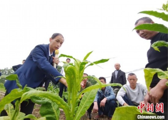 “鄉(xiāng)村學(xué)堂”田間現(xiàn)場教學(xué)。(資料圖) 唐濤華 攝