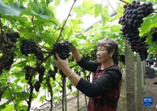 5月26日，唐山市海港經(jīng)濟(jì)開發(fā)區(qū)王灘鎮(zhèn)趙灘村農(nóng)民在大棚內(nèi)采摘葡萄。