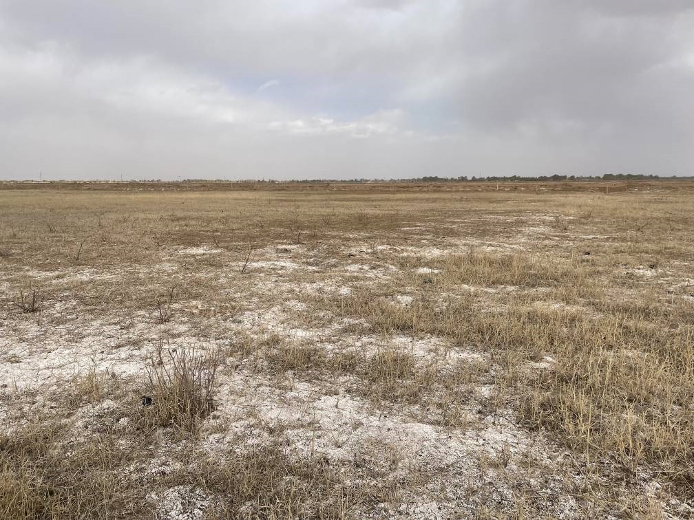 撂荒后的部分地塊已現(xiàn)鹽堿。 人民網(wǎng)記者 楊喬攝