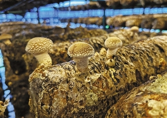 龍游數(shù)智大棚種植的花菇。 記者 祝梅 攝