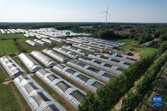 這是6月21日在山東省樂(lè)陵市西段鄉(xiāng)岔河村拍攝的東亞飛蝗養(yǎng)殖基地（無(wú)人機(jī)照片）。新華社記者 范長(zhǎng)國(guó) 攝