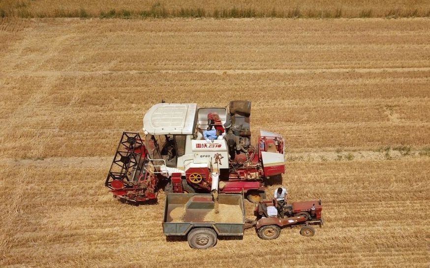 2023年6月14日，在山東省臨邑縣林子鎮(zhèn)，聯(lián)合收割機在收獲小麥。