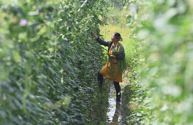 2023年6月15日，在廣西柳州市鹿寨縣中渡鎮(zhèn)石墨村，村民在高標(biāo)準(zhǔn)農(nóng)田里采收豆角。