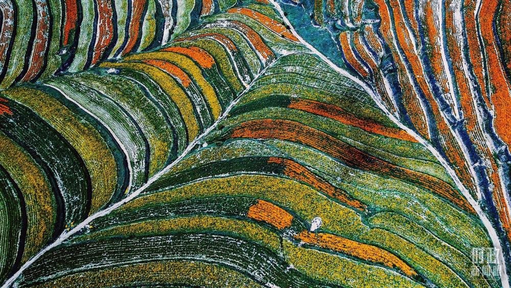 寧夏彭陽縣。萬壽菊與格?；ㄊ㈤_在錯落的山間梯田上。（總臺國廣記者李晉拍攝）