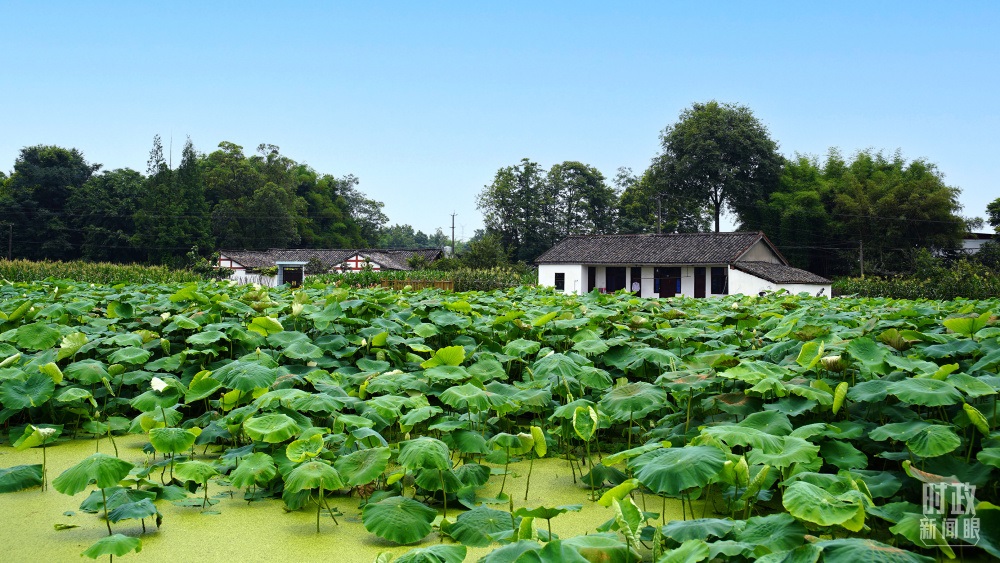 四川眉山，永豐村荷塘。2022年6月，習近平曾到此調研鄉(xiāng)村振興情況。（總臺央廣記者潘毅拍攝）
