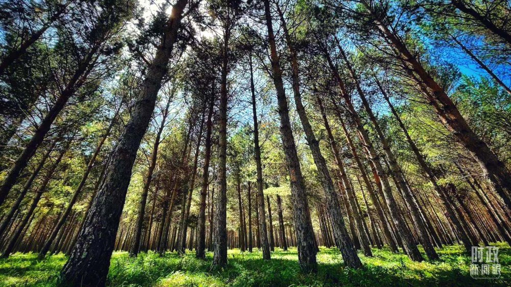 河北塞罕壩。（總臺央視記者謝曉光拍攝）