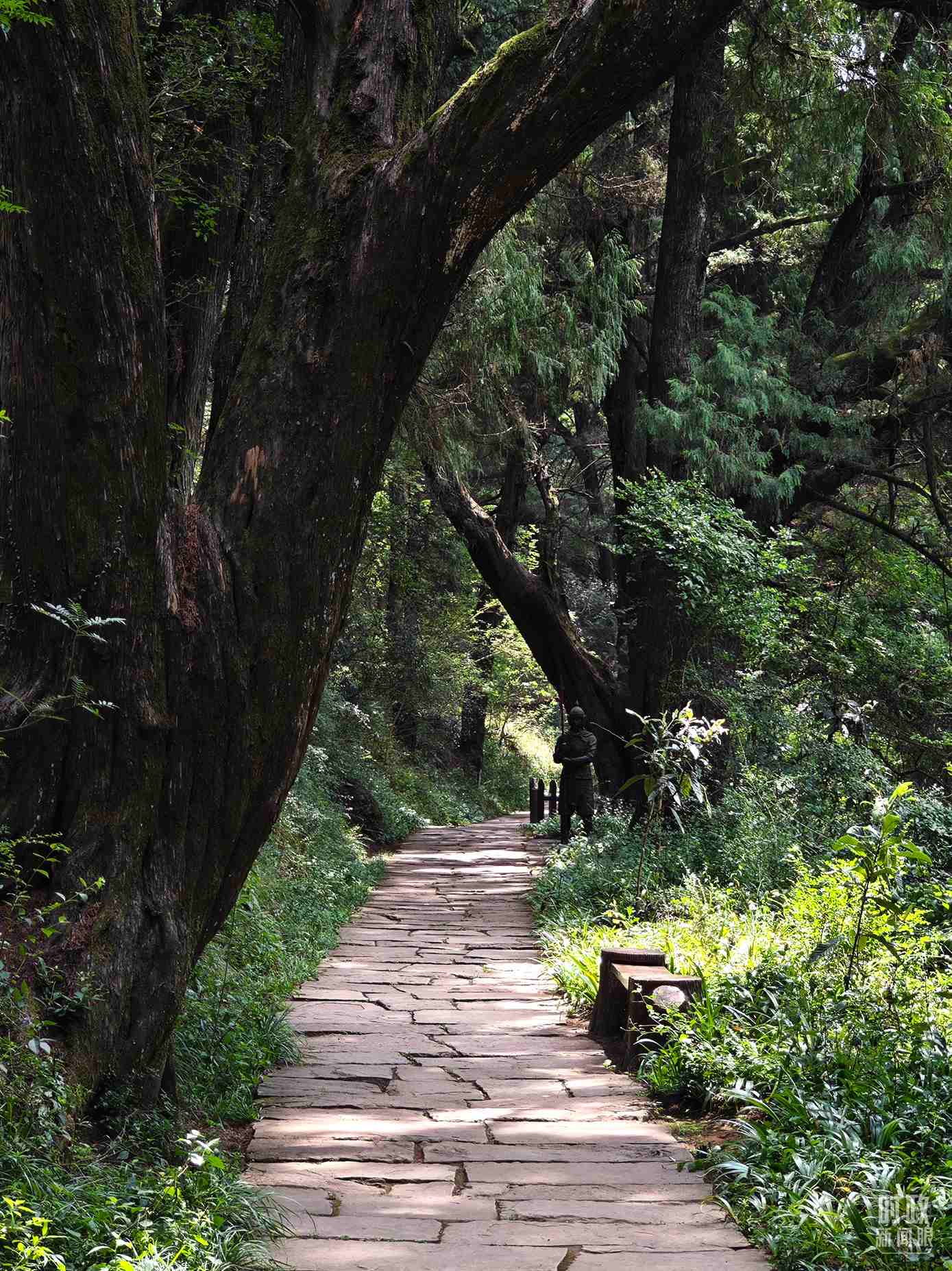 △古蜀道與古柏。（總臺(tái)央視記者彭漢明拍攝）