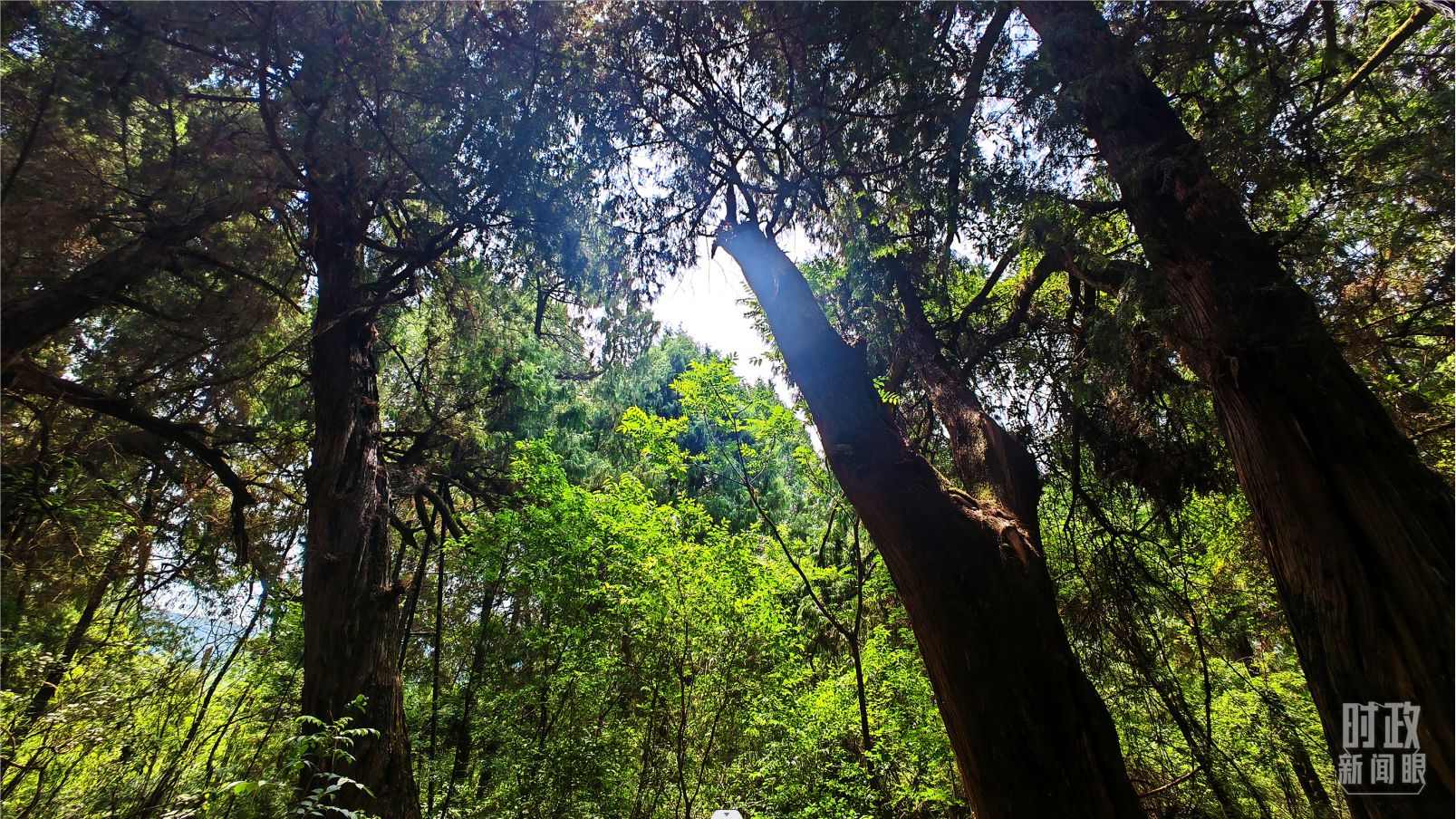 △翠云廊內(nèi)，古柏郁郁蔥蔥。（總臺(tái)央視記者程鋮拍攝）