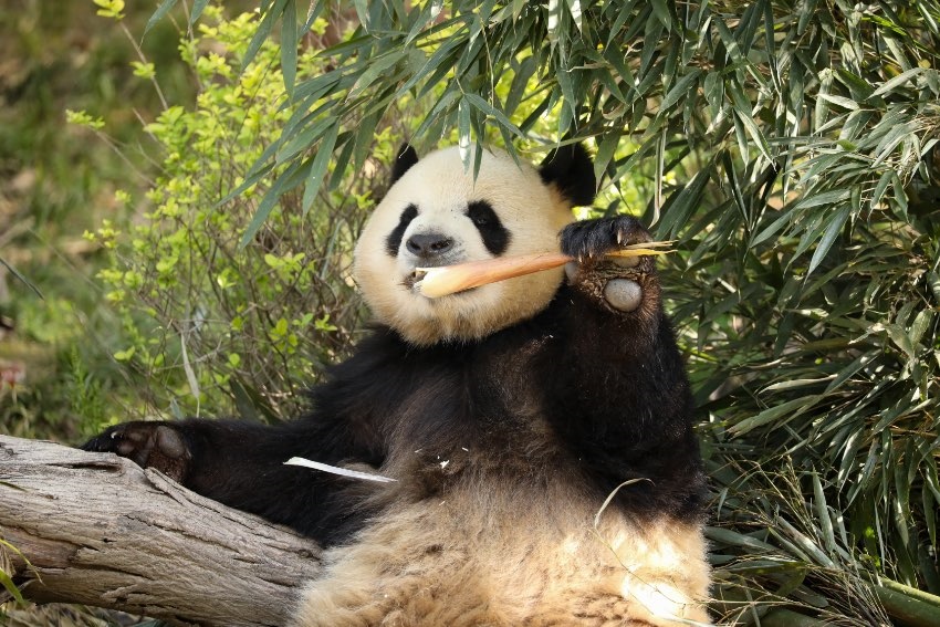 大熊貓“芝麻”。成都大熊貓繁育研究基地供圖