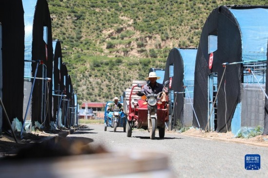 7月29日，農(nóng)戶(hù)在卓尼縣納浪鎮(zhèn)納浪村黑木耳種植基地勞作。