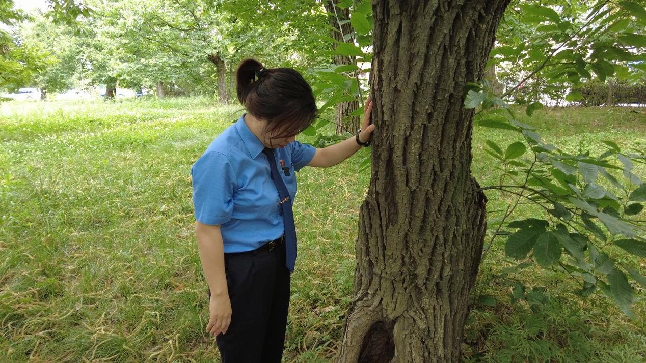 惠琳琳仔細(xì)查看古樹生長近況。人民網(wǎng) 黨童攝