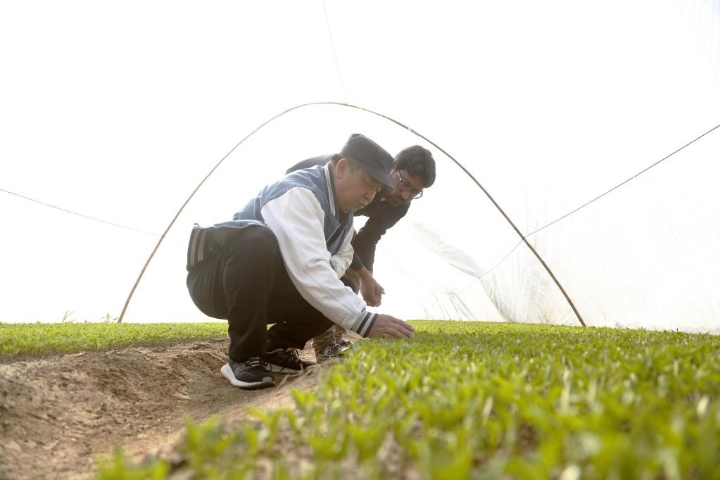巴基斯坦旁遮普省木爾坦的中巴辣椒訂單種植項(xiàng)目辣椒育苗大棚內(nèi)，中國(guó)農(nóng)業(yè)專家?guī)ьI(lǐng)巴基斯坦技術(shù)員查看辣椒秧苗生長(zhǎng)情況。