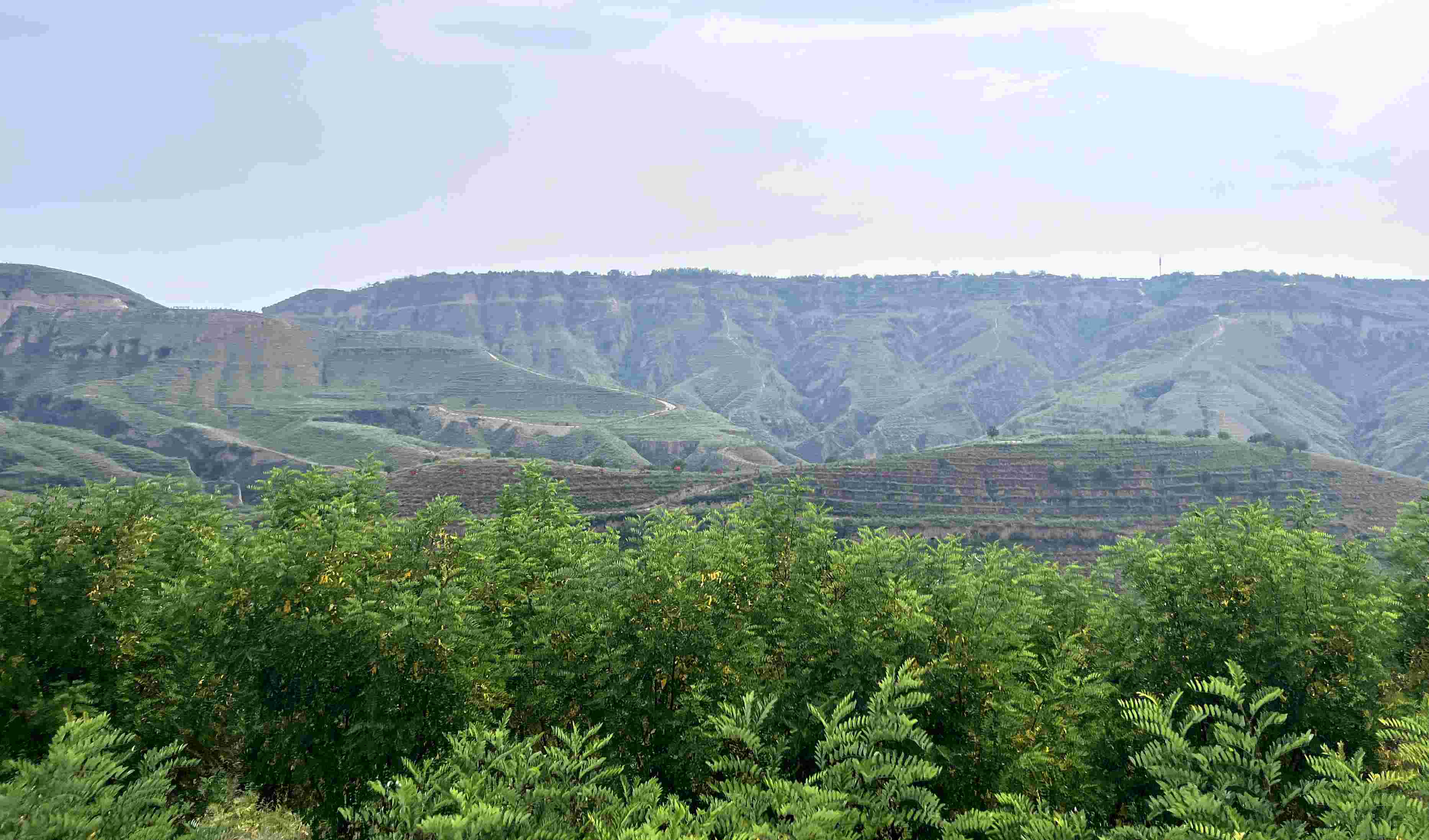 吳堡縣沿黃生態(tài)林。人民網(wǎng)記者 王連香攝