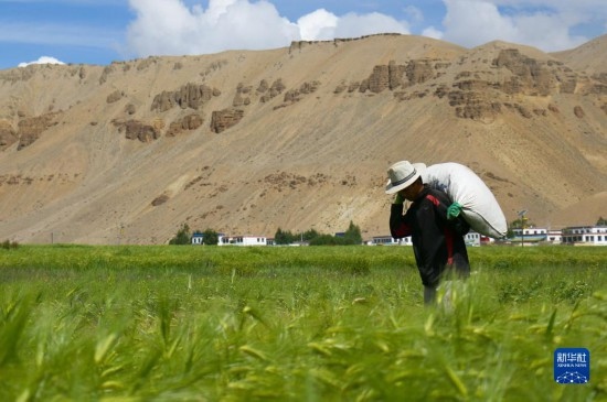 8月12日，西藏阿里地區(qū)普蘭縣赤德村村民在青稞田里勞作。