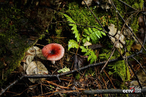 （長白山天然礦泉水保護(hù)區(qū) 央視網(wǎng)記者 隋佳桐 攝）