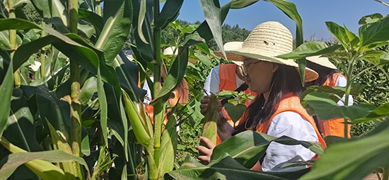 北京工商大學(xué)組織學(xué)生開展暑期社會(huì)實(shí)踐。學(xué)校供圖