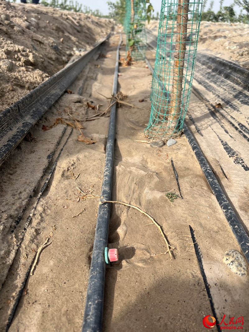 水肥一體化滴灌技術(shù)，可極大節(jié)約用水量。人民網(wǎng)記者 常雪梅攝