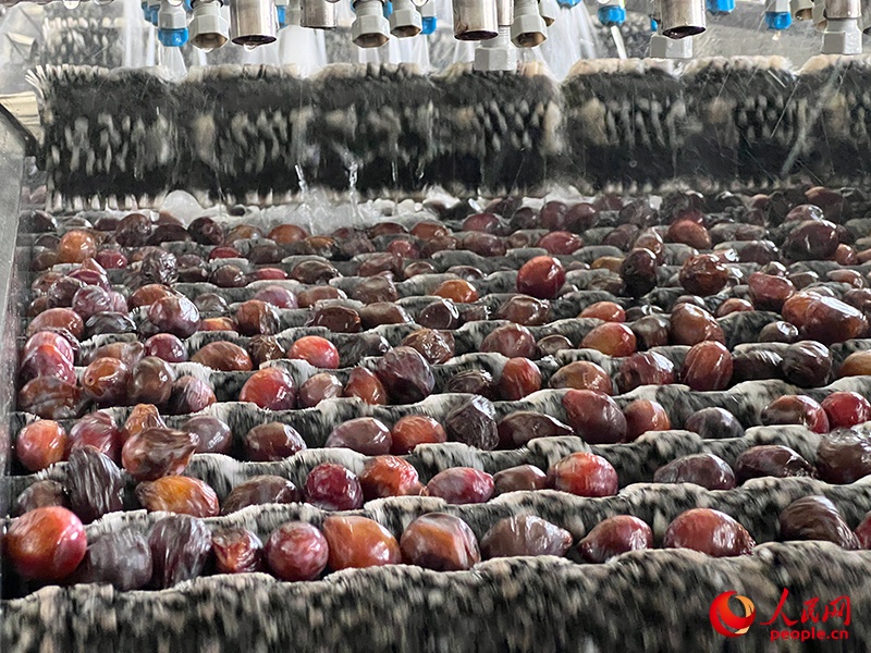 清洗西梅。人民網(wǎng)記者 常雪梅攝