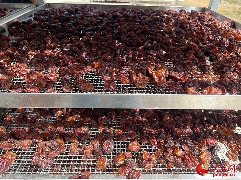 晾曬西梅。人民網(wǎng)記者 常雪梅攝