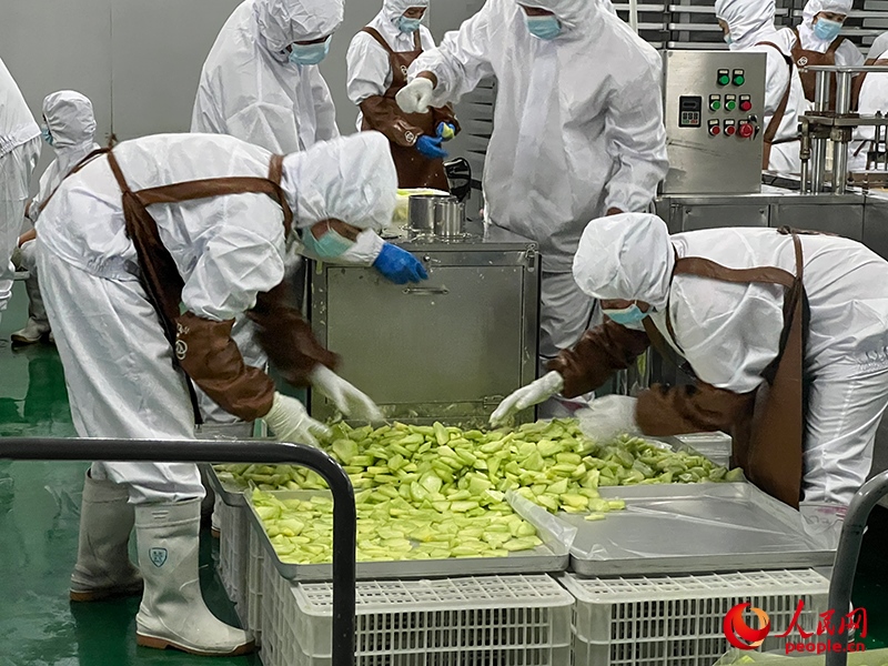 切片哈密瓜將被做成凍干食品。人民網(wǎng)記者 常雪梅攝