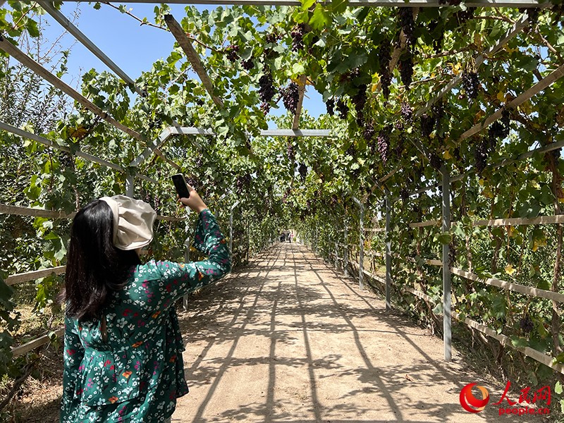 新疆閩龍達(dá)干果產(chǎn)業(yè)有限公司內(nèi)種植的葡萄。人民網(wǎng)記者 常雪梅攝