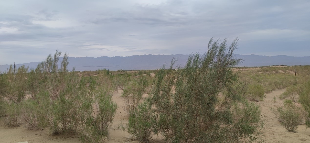 曾經(jīng)的荒漠現(xiàn)已被大面積梭梭林覆蓋。張璐璐 攝