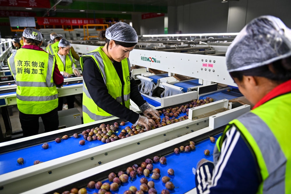 在新疆伽師縣粵伽新梅產(chǎn)業(yè)園內(nèi)的京東物流新疆智能供應(yīng)鏈中心，員工在智能分揀線檢查分選好的新梅（2023年8月30日攝）。新華社記者 丁磊 攝