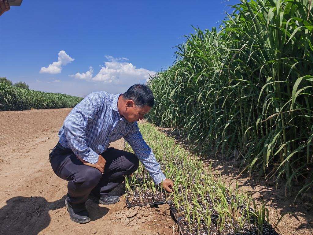 高級農藝師周興德向記者介紹巨菌草幼苗（2023年9月1日攝）。新華社記者馬麗娟 攝
