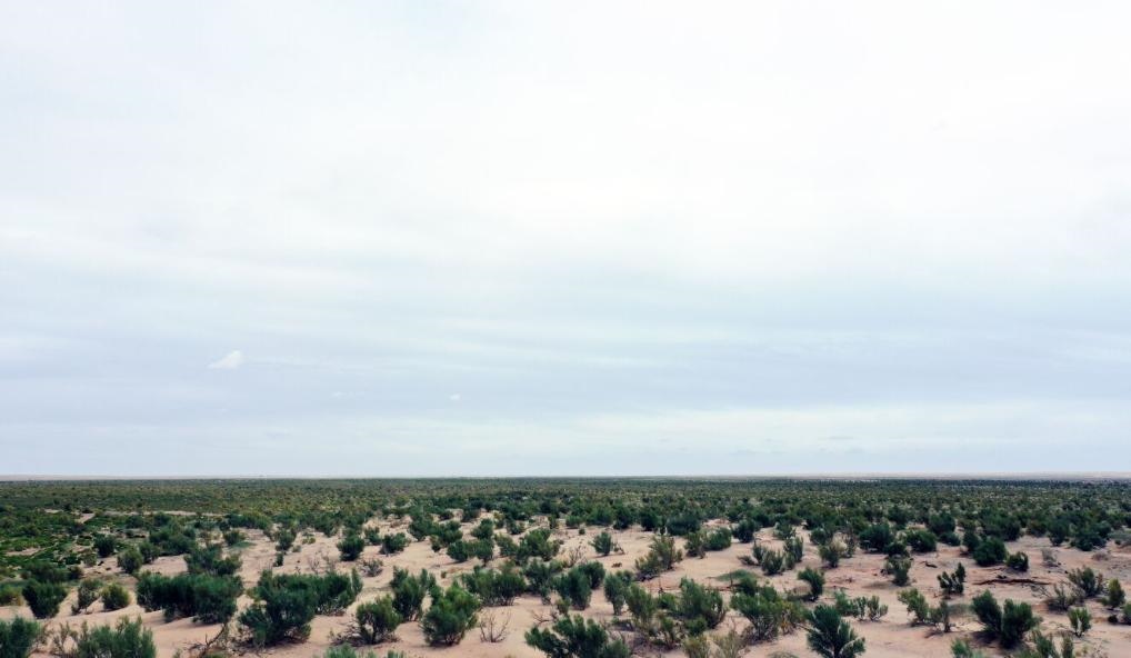 經(jīng)過封禁保護和人工種植梭梭后恢復綠色的草場（2023年9月12日攝）。新華社記者李云平 攝