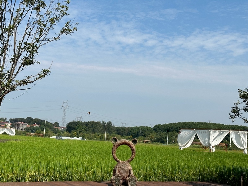 林語未來村打造農(nóng)家畈田園綜合體。人民網(wǎng) 王紹紹攝