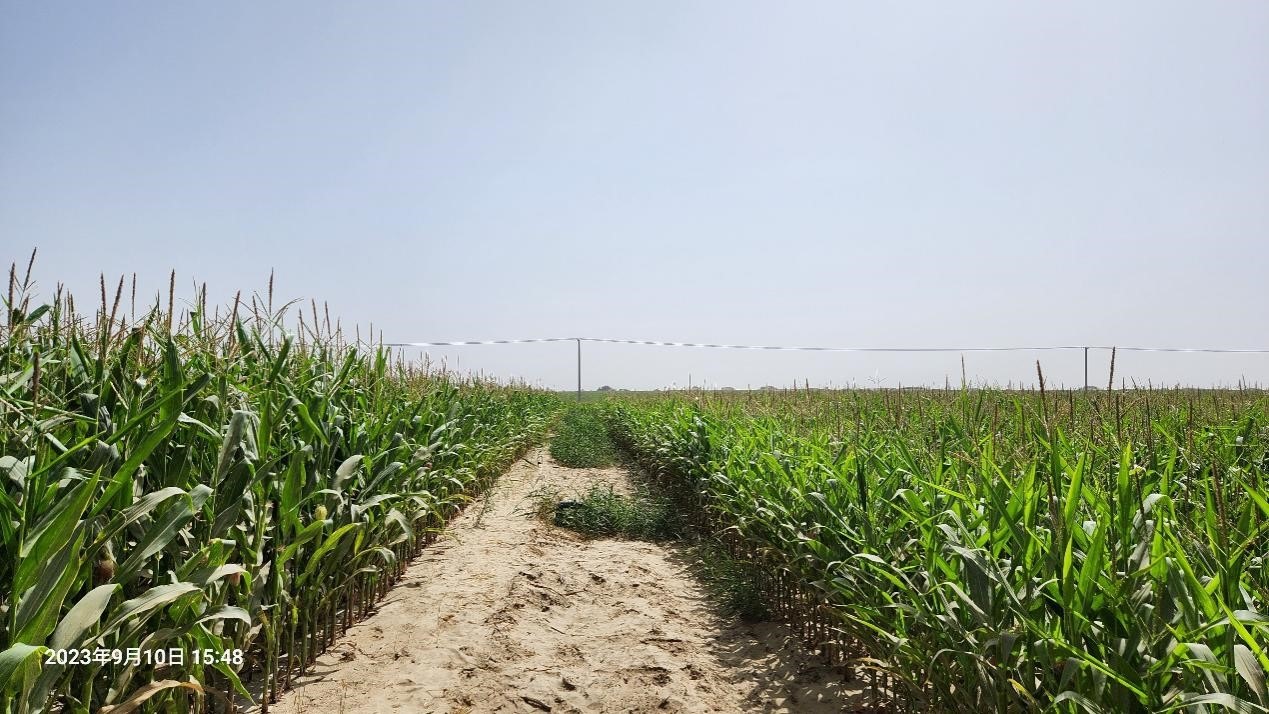 玉米改良40天后對比（左邊為改良組，右邊為對照組）。胡樹文團隊供圖