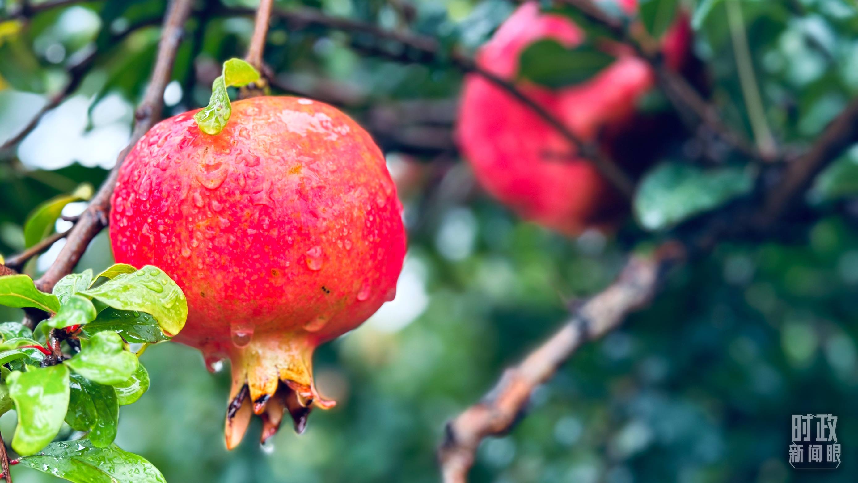 △一場秋雨過后，石榴更顯晶瑩。（總臺央視記者李輝、范一鳴拍攝）