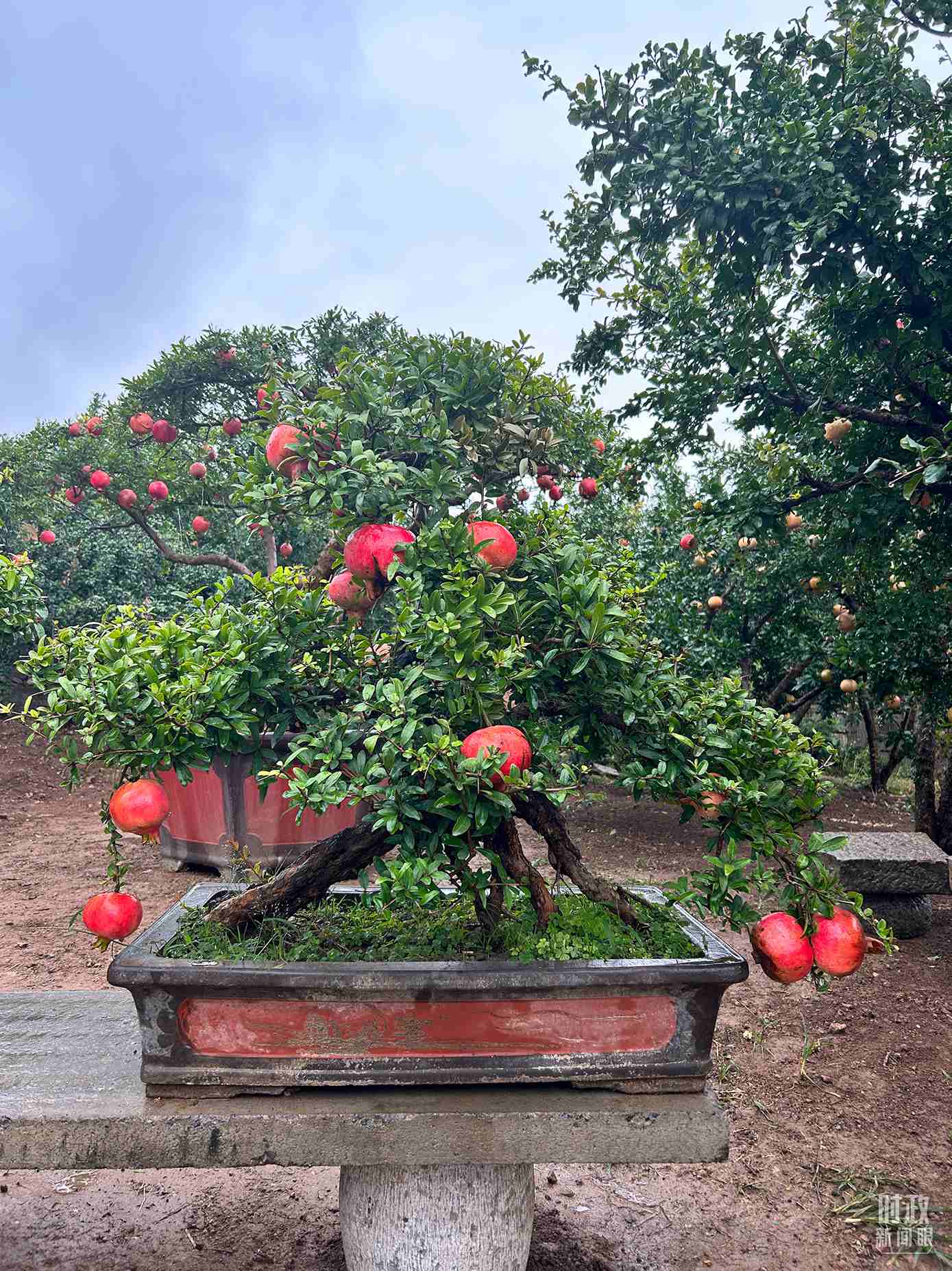 △冠世榴園內(nèi)的石榴盆栽。（總臺央視記者黎兵拍攝）